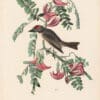 Audubon 1st Ed. Octavo Pl. 55 Pipiry Flycatcher