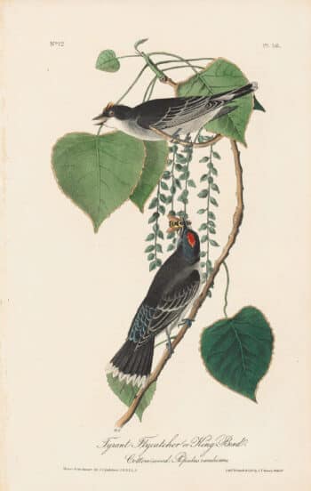 Audubon 1st Ed. Octavo Pl. 56 Tyrant Flycatcher or King Bird