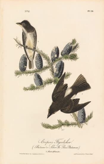 Audubon 1st Ed. Octavo Pl. 58 Cooper's Flycatcher