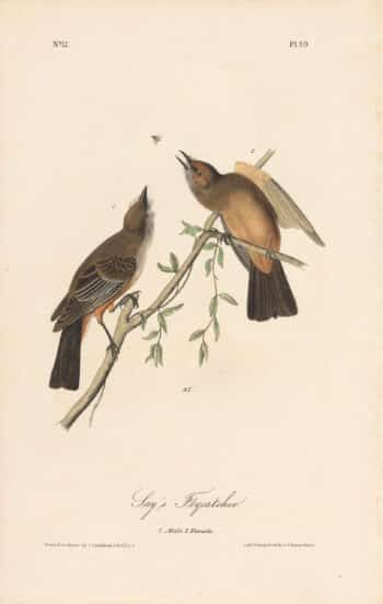 Audubon 1st Ed. Octavo Pl. 59 Say's Flycatcher