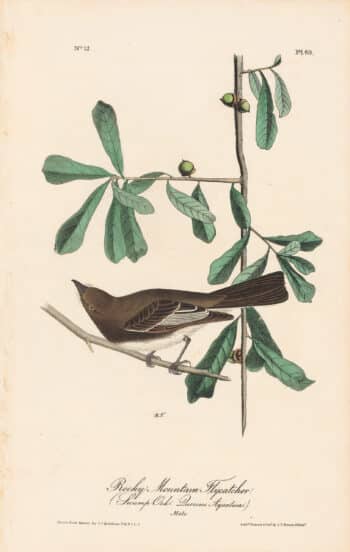 Audubon 1st Ed. Octavo Pl. 60 Rocky Mountain Flycatcher