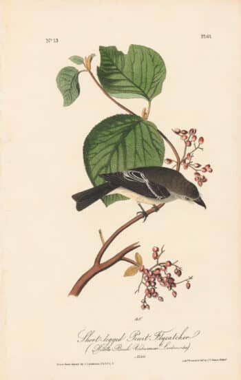 Audubon 1st Ed. Octavo Pl. 61 Short-legged Pewit Flycatcher
