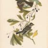 Audubon 1st Ed. Octavo Pl. 62 Small Green-crested Flycatcher