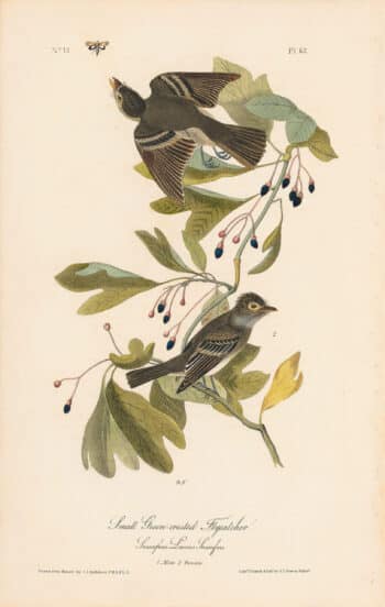 Audubon 1st Ed. Octavo Pl. 62 Small Green-crested Flycatcher