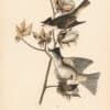 Audubon 1st Ed. Octavo Pl. 63 Pewee Flycatcher