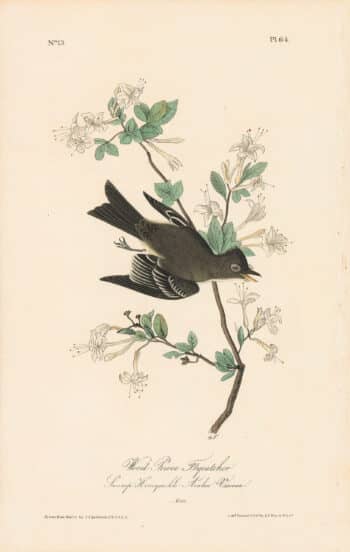 Audubon 1st Ed. Octavo Pl. 64 Wood Pewee Flycatcher