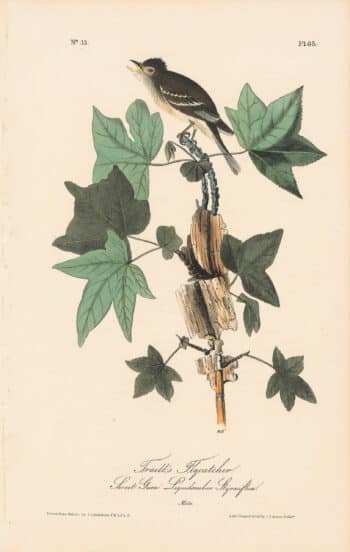 Audubon 1st Ed. Octavo Pl. 65 Traill's Flycatcher