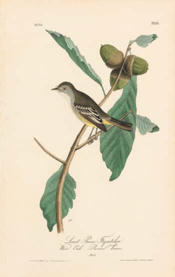 Audubon 1st Ed. Octavo Pl. 66 Least Pewee Flycatcher