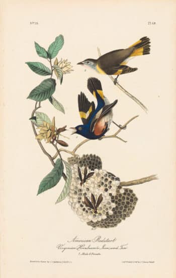Audubon 1st Ed. Octavo Pl. 68 American Redstart