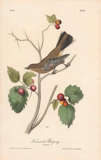 Audubon 1st Ed. Octavo Pl. 69 Townsend's Ptilogonys