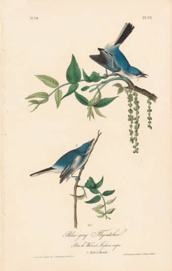 Audubon 1st Ed. Octavo Pl. 70 Blue-grey Flycatcher