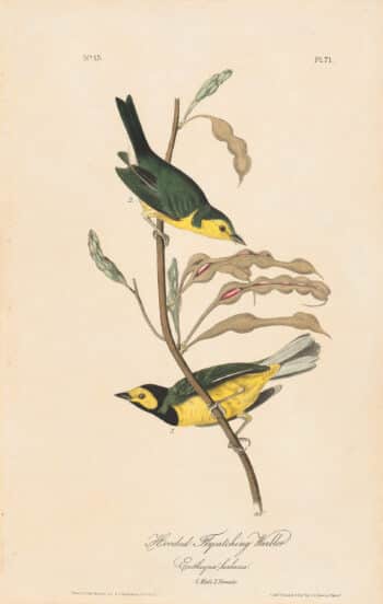 Audubon 1st Ed. Octavo Pl. 71 Hooded Flycatching Warbler