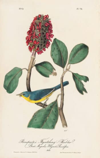 Audubon 1st Ed. Octavo Pl. 73 Bonaparte's Flycatching-Warbler