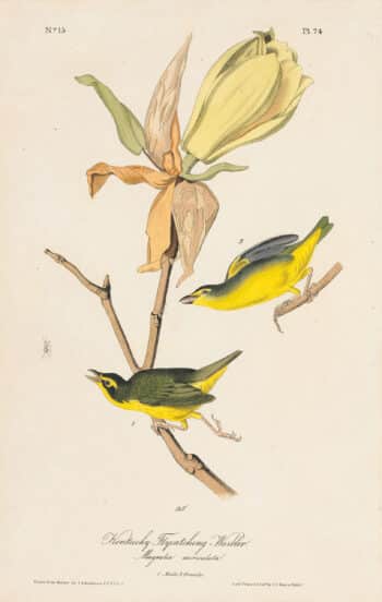Audubon 1st Ed. Octavo Pl. 74 Kentucky Flycatching-Warbler