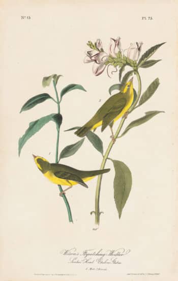 Audubon 1st Ed. Octavo Pl. 75 Wilson's Flycatching-Warbler