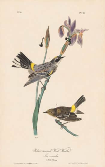 Audubon 1st Ed. Octavo Pl. 76 Yellow-crowned Wood Warbler