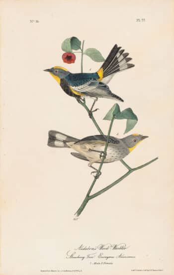 Audubon 1st Ed. Octavo Pl. 77 Audubon 1st Ed. Octavo Pl.'s Wood-Warbler