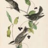 Audubon 1st Ed. Octavo Pl. 78 Black-poll Wood Warbler