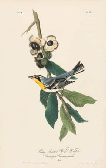 Audubon 1st Ed. Octavo Pl. 79 Yellow-throated Wood - Warbler