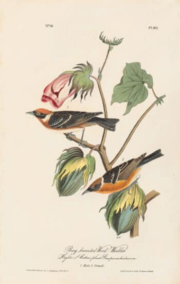 Audubon 1st Ed. Octavo Pl. 80 Bay-breasted Wood - Warbler
