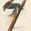 Audubon 1st Ed. Octavo Pl. 82 Pine-creeping Wood - Warbler