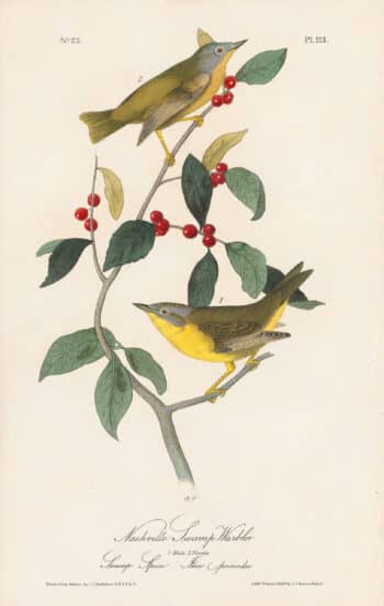 Audubon 1st Ed. Octavo Pl. 113 Nashville Swamp - Warbler