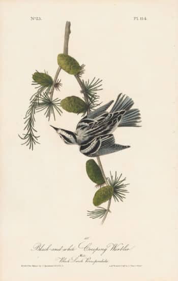 Audubon 1st Ed. Octavo Pl. 114 Black-and-white Creeping Warbler