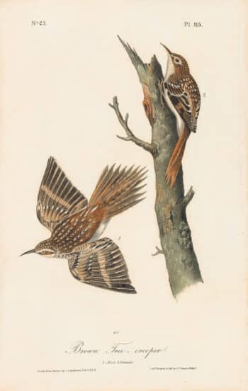 Audubon 1st Ed. Octavo Pl. 115 Brown Tree-creeper