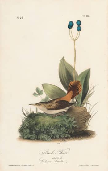 Audubon 1st Ed. Octavo Pl. 116 Rock - Wren