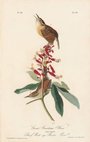 Audubon 1st Ed. Octavo Pl. 117 Great Carolina Wren