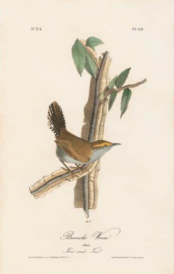 Audubon 1st Ed. Octavo Pl. 118 Bewicks Wren