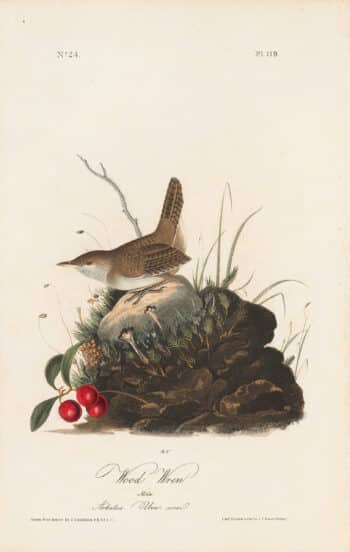 Audubon 1st Ed. Octavo Pl. 119 Wood Wren