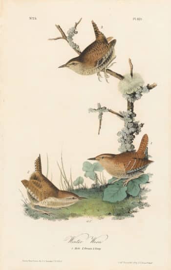 Audubon 1st Ed. Octavo Pl. 121 Winter Wren