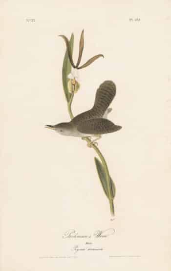 Audubon 1st Ed. Octavo Pl. 122 Parkman's Wren