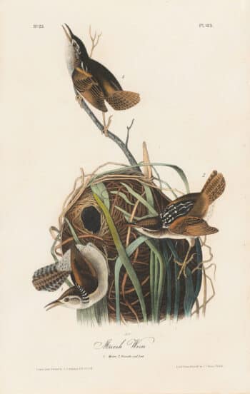 Audubon 1st Ed. Octavo Pl. 123 Marsh Wren