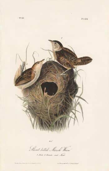 Audubon 1st Ed. Octavo Pl. 124 Short-billed Marsh Wren