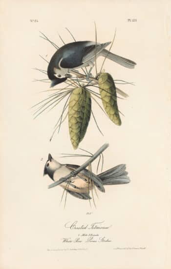 Audubon 1st Ed. Octavo Pl. 125 Crested Titmouse