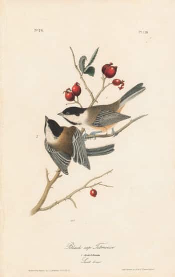 Audubon 1st Ed. Octavo Pl. 126 Black cap Titmouse