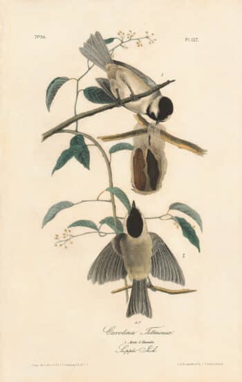 Audubon 1st Ed. Octavo Pl. 127 Carolina Titmouse