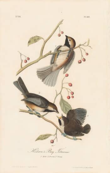 Audubon 1st Ed. Octavo Pl. 128 Hudson's Bay Titmouse
