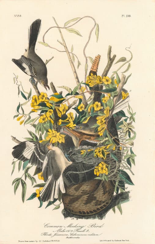 Audubon 1st Ed. Octavo Pl. 138 Common Mocking Bird