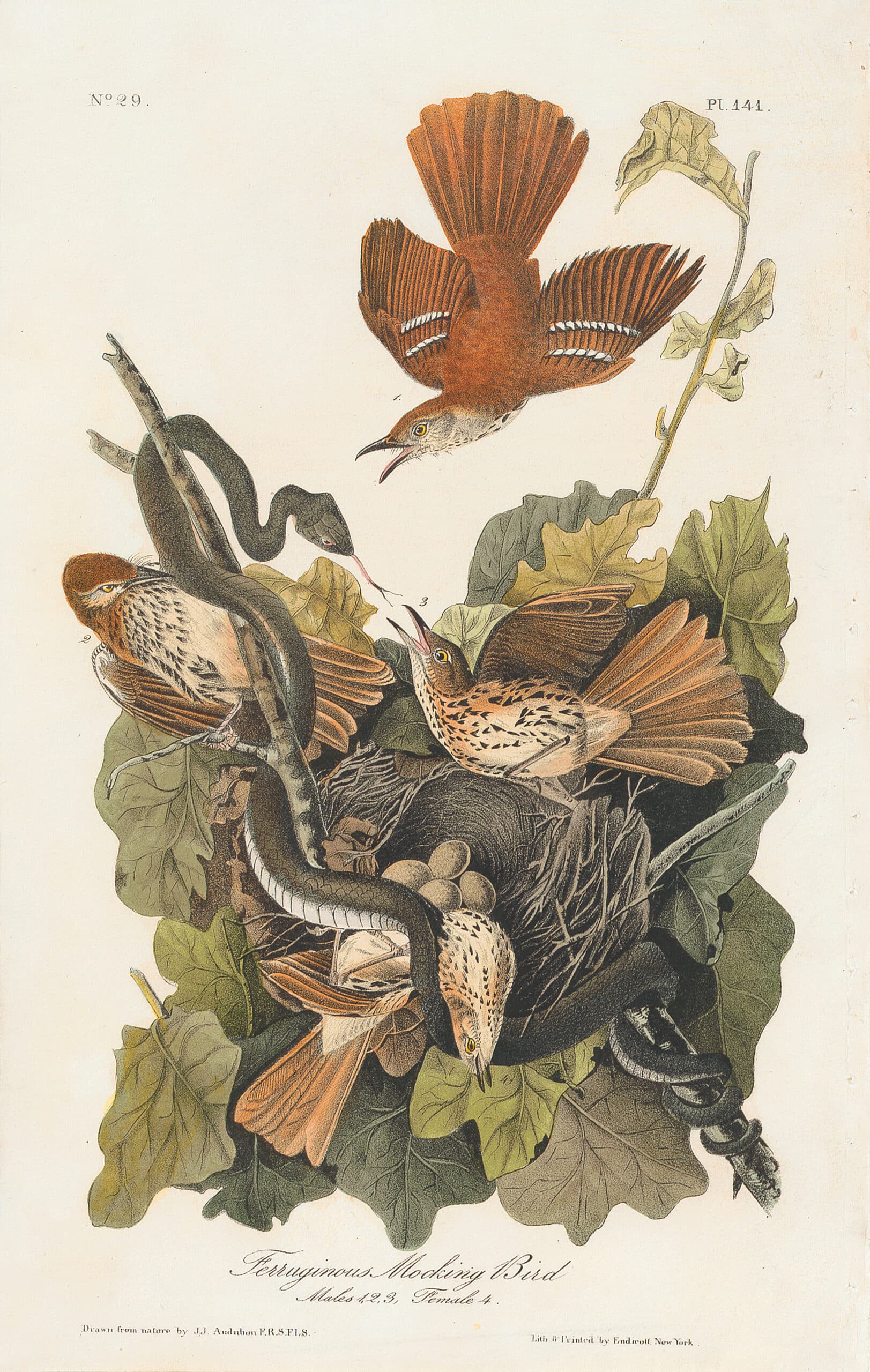 Audubon 1st Ed. Octavo Pl. 141 Ferruginous Mocking Bird