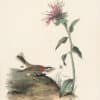 Audubon 1st Ed. Octavo Pl. 154 Chestnut-collared Lark - Bunting