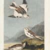 Audubon 1st Ed. Octavo Pl. 155 Snow Lark Bunting