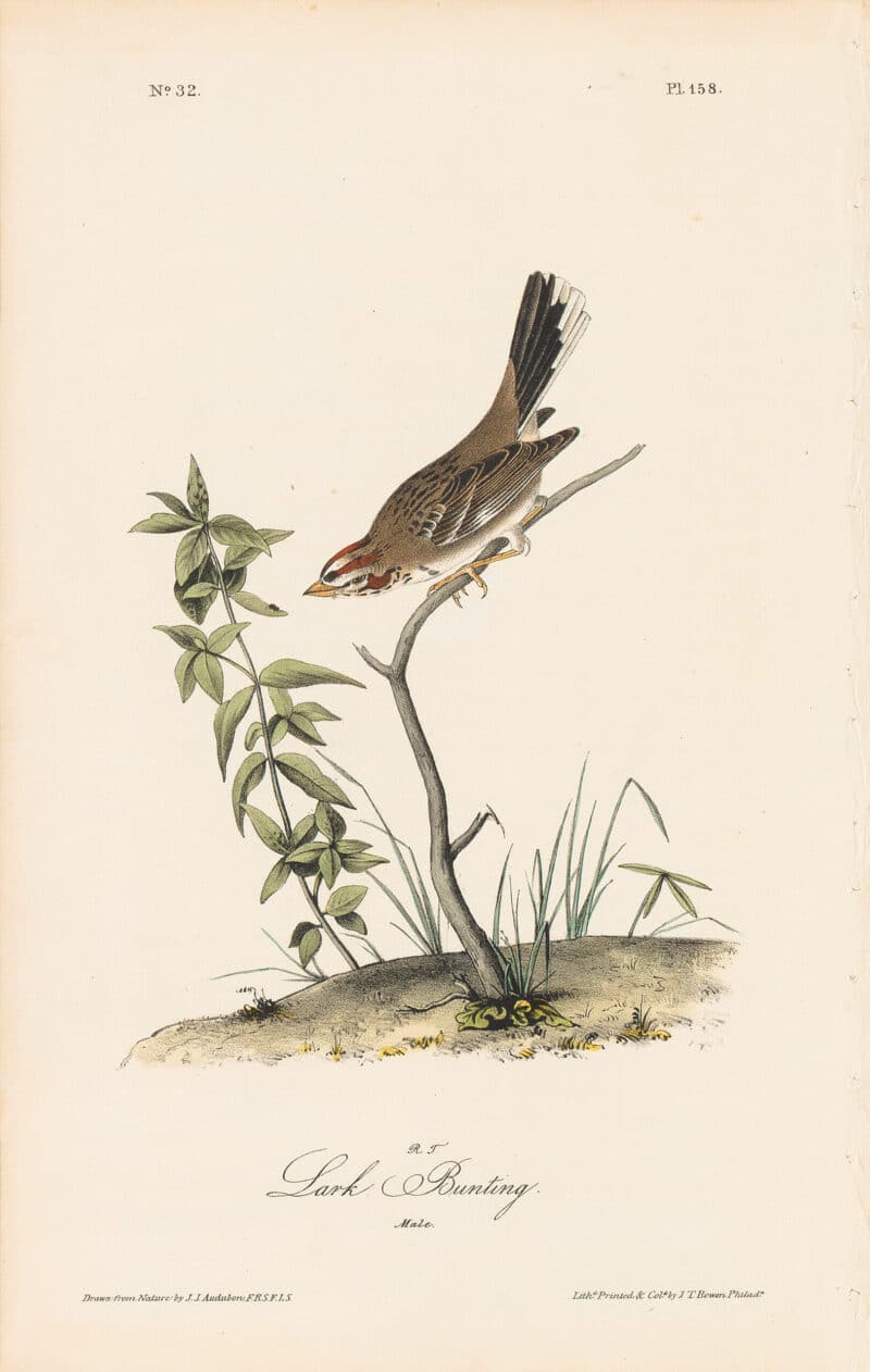 Audubon 1st Ed. Octavo Pl. 158 Lark Bunting