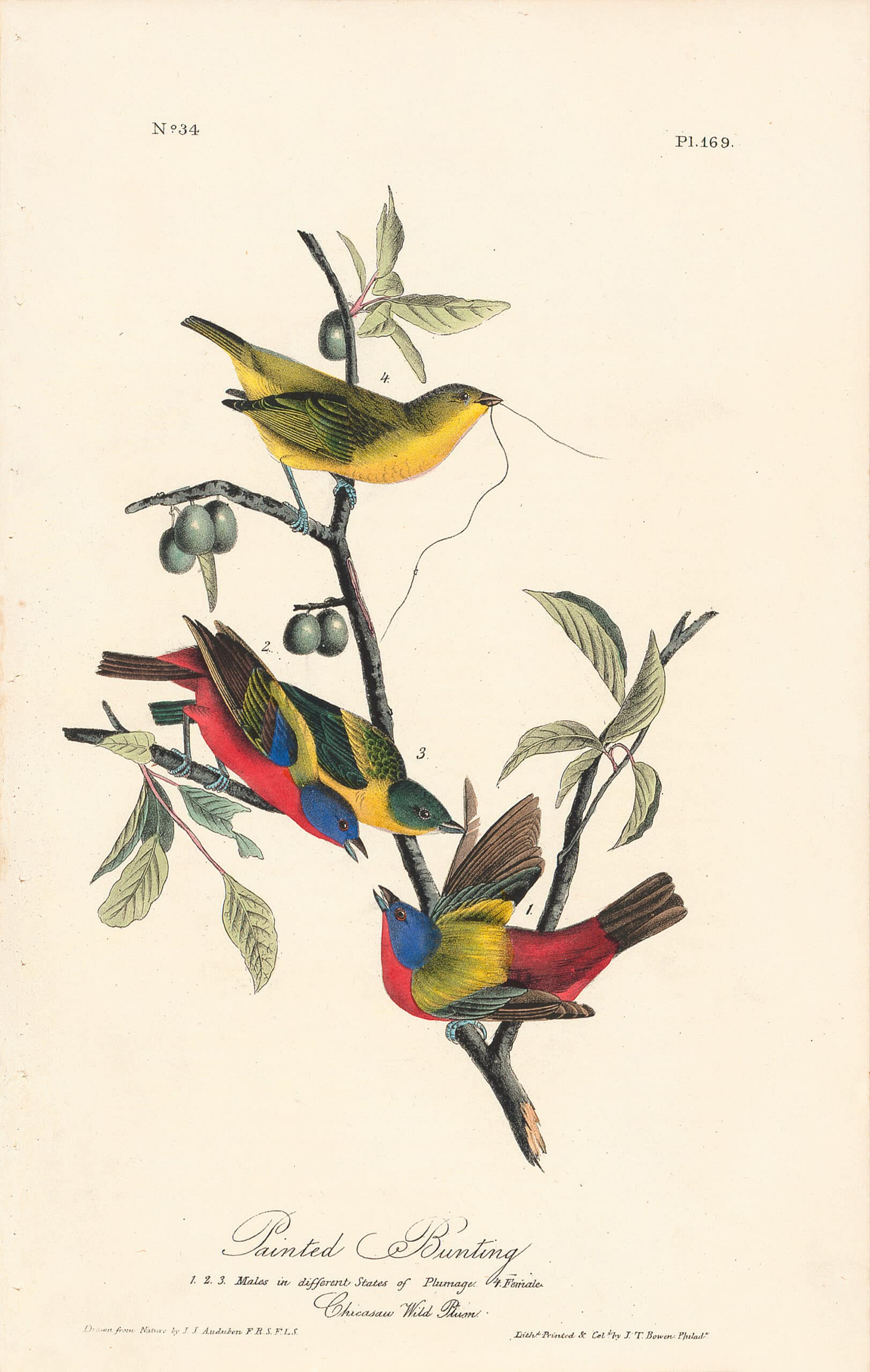 Audubon Octavo Pl. 169 Painted Bunting | By Oppenheimer Editions