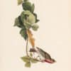 Audubon 1st Ed. Octavo Pl. 197 Crimson-fronted Purple Finch