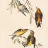 Audubon 1st Ed. Octavo Pl. 200 Common Crossbill