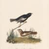 Audubon 1st Ed. Octavo Pl. 202 Prairie Lark - Finch