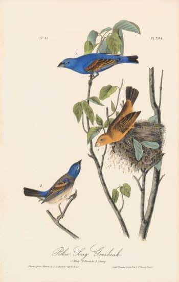 Audubon 1st Ed. Octavo Pl. 204 Blue Song Grosbeak